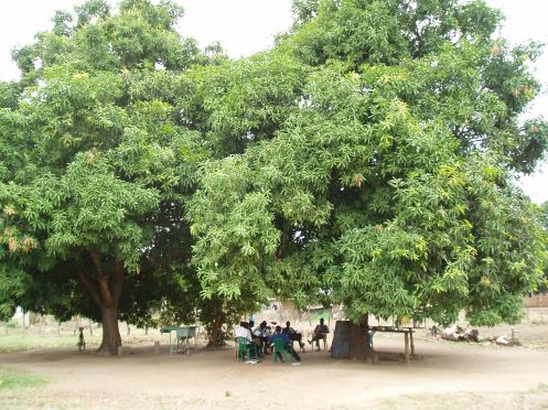 teaching class under my mango tree